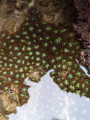 Zoanthus sansibaricus