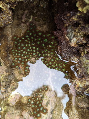 Zoanthus sansibaricus