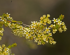 Micromyrtus littoralis