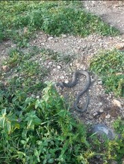 Natrix helvetica sicula