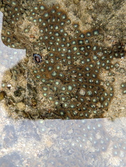 Zoanthus sansibaricus