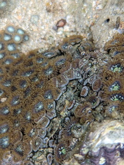 Zoanthus sansibaricus