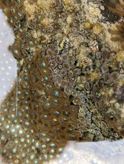 Zoanthus sansibaricus