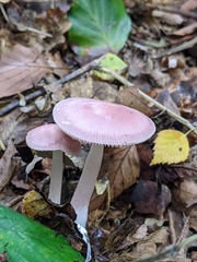 Mycena rosea