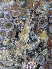 Decapoda