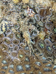 Decapoda