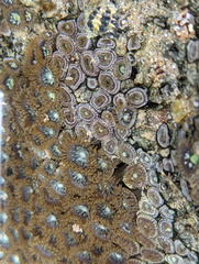 Zoanthus sansibaricus