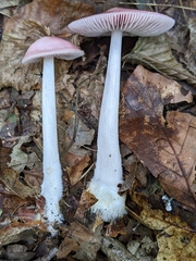 Mycena rosea