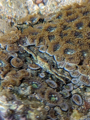 Decapoda