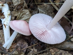 Mycena rosea