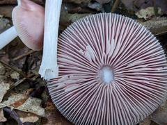 Mycena rosea