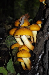 Pholiota