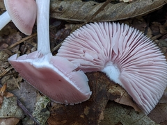 Mycena rosea