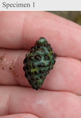 Tenguella marginalba