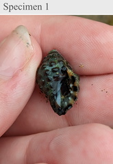 Tenguella marginalba