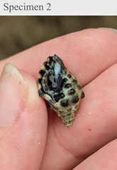 Tenguella marginalba