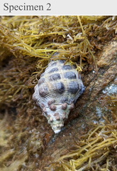 Tenguella marginalba