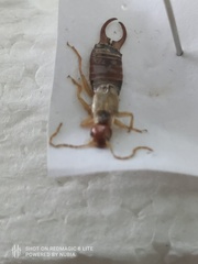 Neriinae