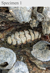 Polyplacophora