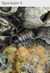 Polyplacophora