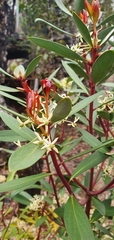 Tasmannia lanceolata