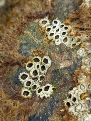 Hexanauplia