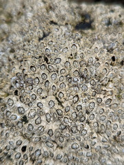 Hexanauplia