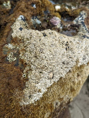Hexanauplia