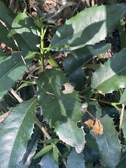 Elaeodendron croceum