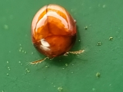 Corylophidae
