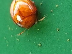 Corylophidae