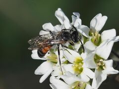 Sphecodogastra