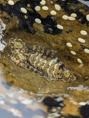 Polyplacophora