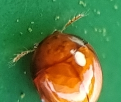 Corylophidae