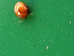 Corylophidae