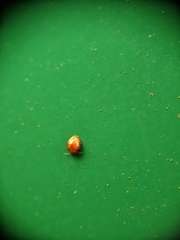 Corylophidae