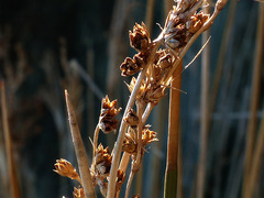 Juncus acutus