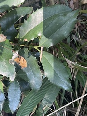Elaeodendron croceum