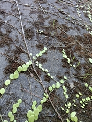 Lemmaphyllum microphyllum