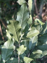 Elaeodendron croceum