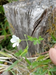 Geranium suzukii