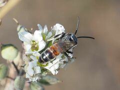 Sphecodogastra