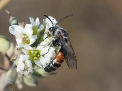 Sphecodogastra