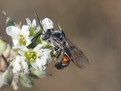 Sphecodogastra