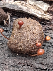 Protostropharia semiglobata