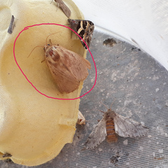 Lepidoptera