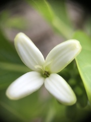Anacardium occidentale