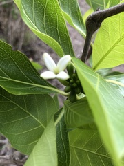 Anacardium occidentale