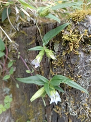 Tripterospermum lanceolatum