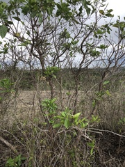 Anacardium occidentale